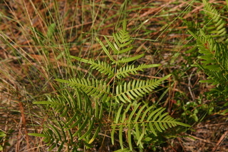 Bracken Fern